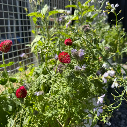 Bee Haven Pollinating Pasture Blend 950g