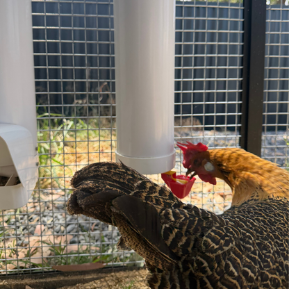 Chicken Drinker with Twin Cups