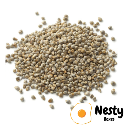Nesty Chicken Millet Sowing Seeds